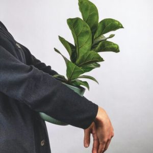 Plants Store Gallery Img 6 300x300 1